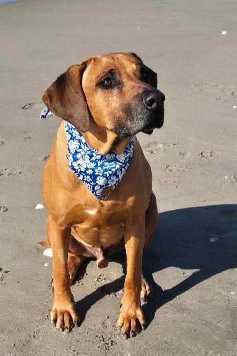 Surf Dog Bandana - Mount Longboards