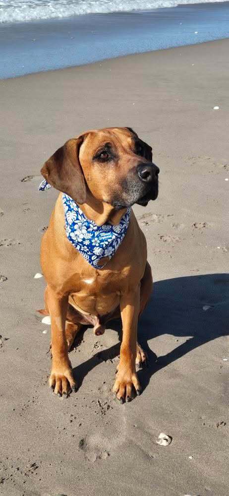 Surf Dog Bandana